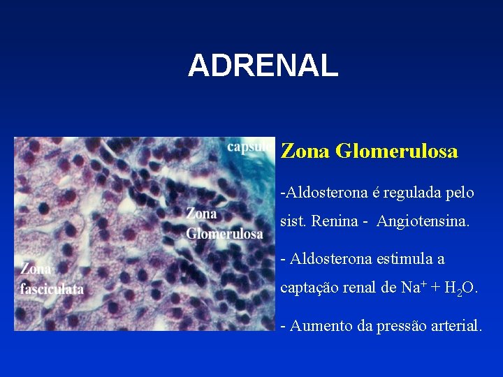 ADRENAL Zona Glomerulosa -Aldosterona é regulada pelo sist. Renina - Angiotensina. - Aldosterona estimula