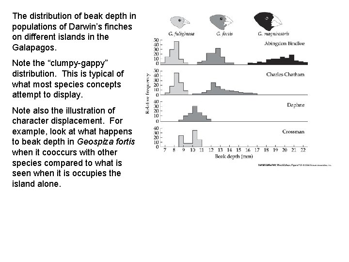 The distribution of beak depth in populations of Darwin’s finches on different islands in