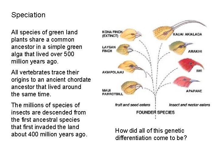 Speciation All species of green land plants share a common ancestor in a simple