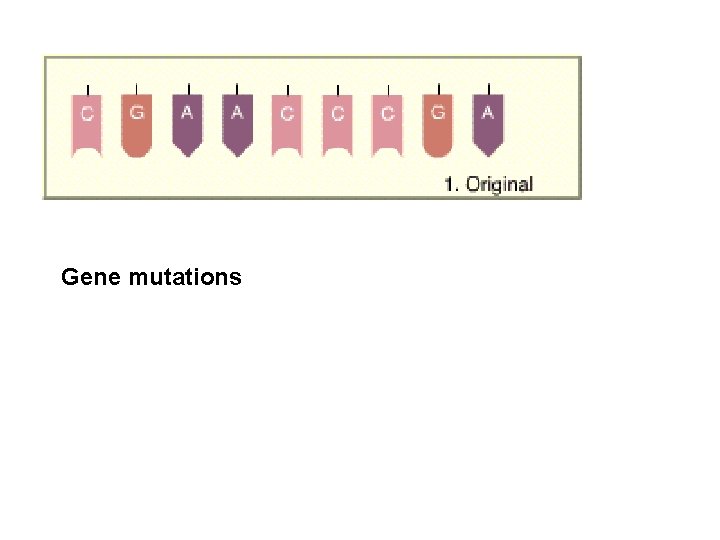 Gene mutations 