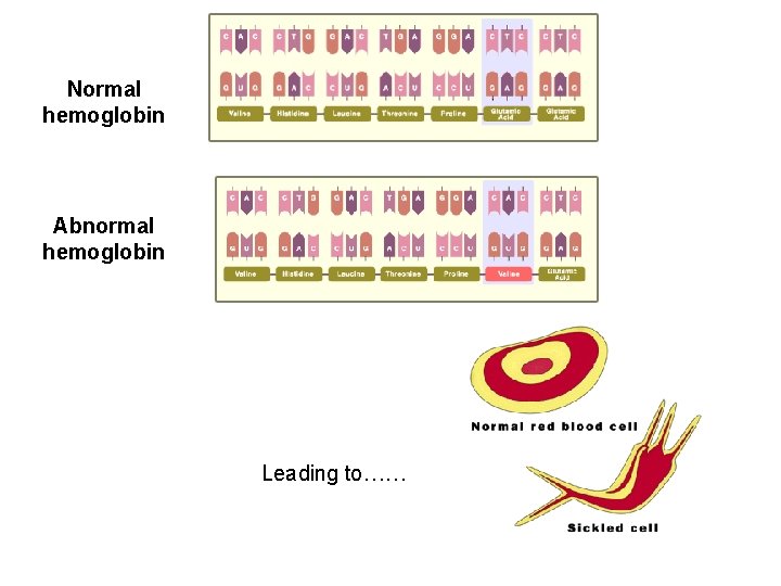 Normal hemoglobin Abnormal hemoglobin Leading to…… 