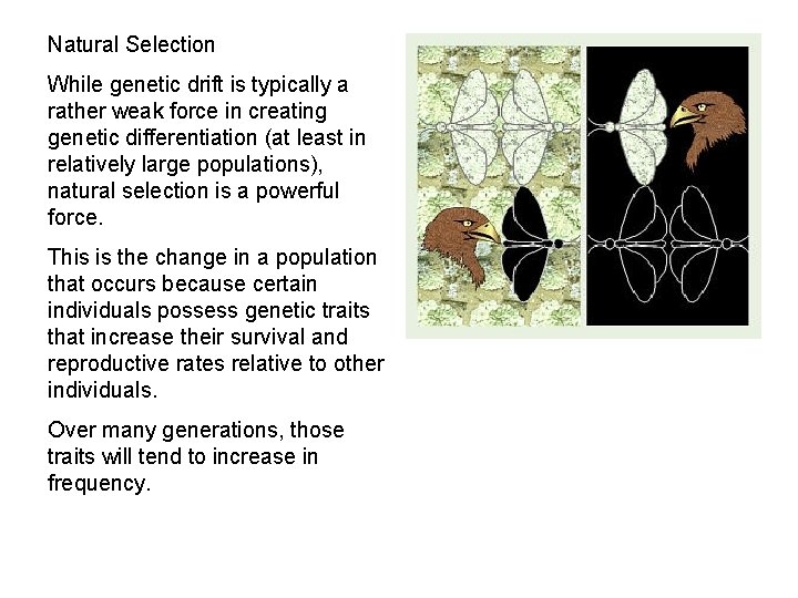 Natural Selection While genetic drift is typically a rather weak force in creating genetic