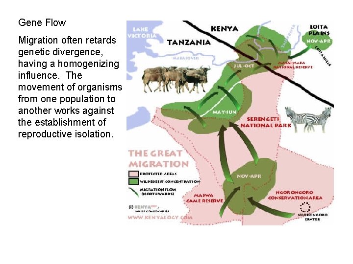 Gene Flow Migration often retards genetic divergence, having a homogenizing influence. The movement of