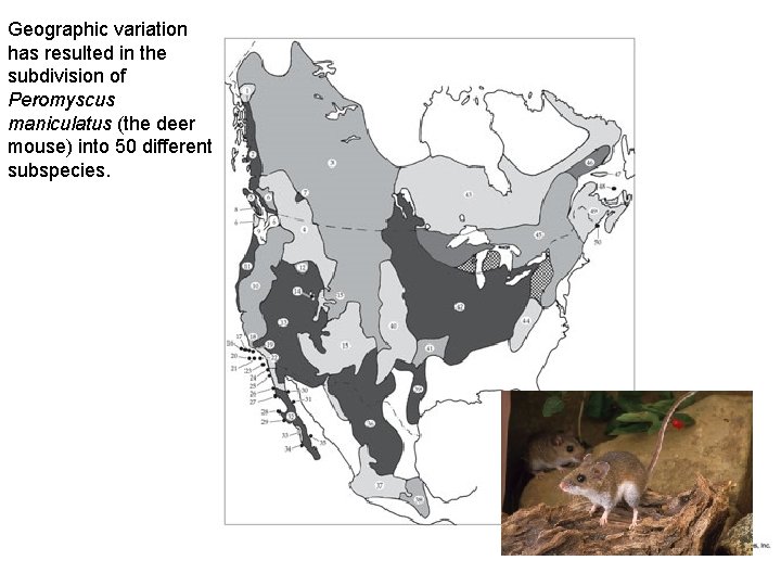 Geographic variation has resulted in the subdivision of Peromyscus maniculatus (the deer mouse) into