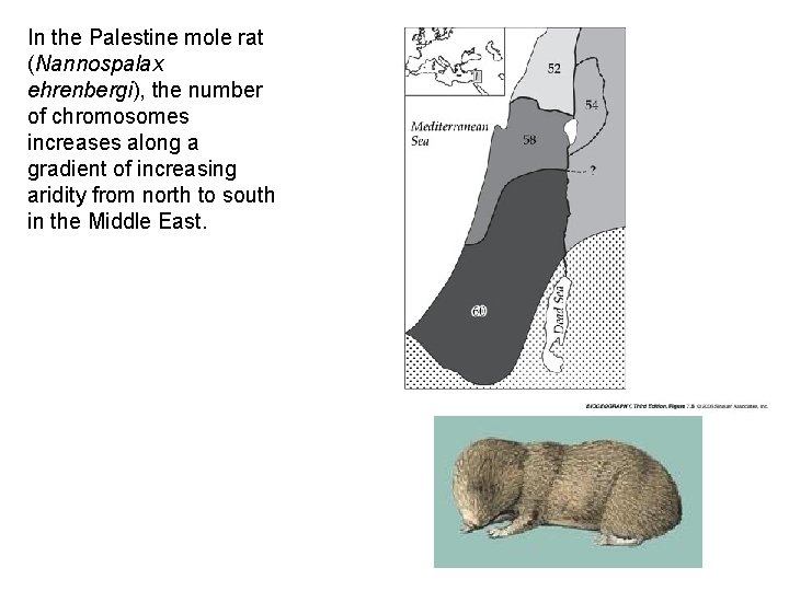 In the Palestine mole rat (Nannospalax ehrenbergi), the number of chromosomes increases along a