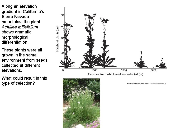 Along an elevation gradient in California’s Sierra Nevada mountains, the plant Achillea millefolium shows