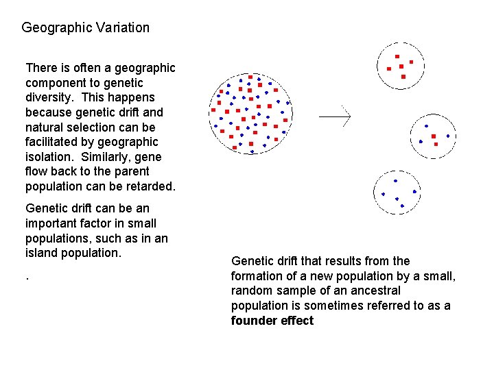 Geographic Variation There is often a geographic component to genetic diversity. This happens because