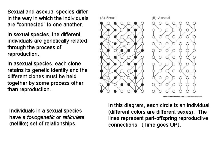 Sexual and asexual species differ in the way in which the individuals are “connected”