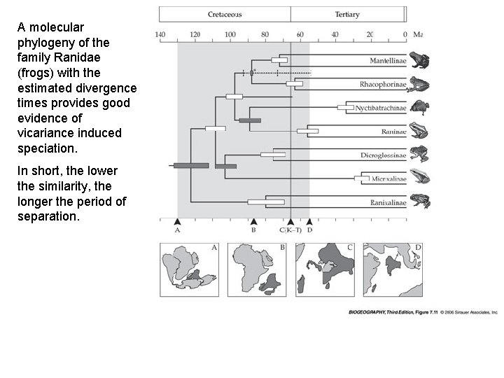 A molecular phylogeny of the family Ranidae (frogs) with the estimated divergence times provides