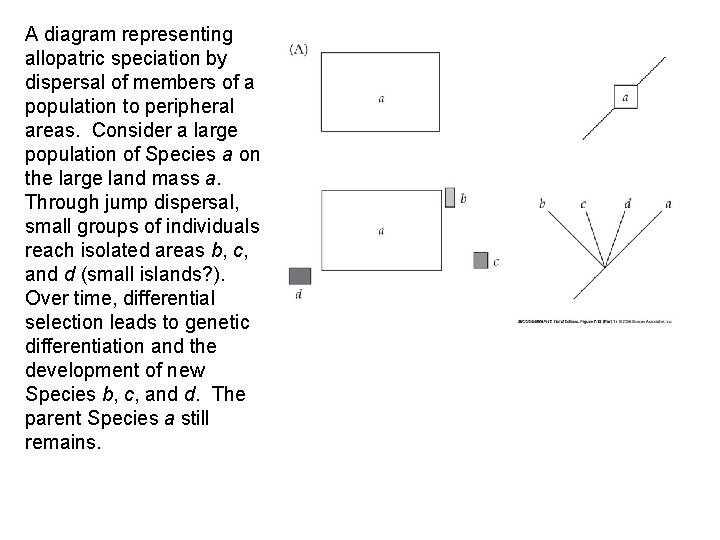 A diagram representing allopatric speciation by dispersal of members of a population to peripheral