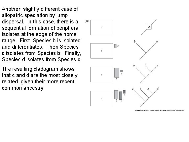 Another, slightly different case of allopatric speciation by jump dispersal. In this case, there