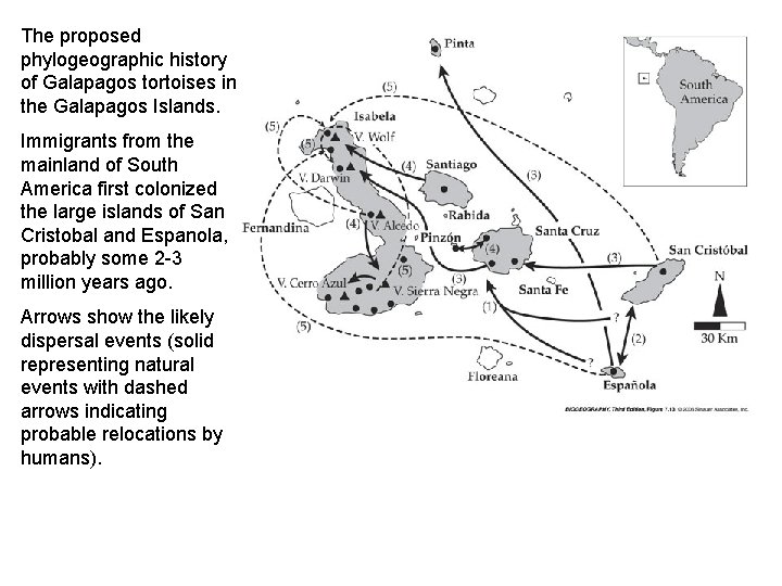 The proposed phylogeographic history of Galapagos tortoises in the Galapagos Islands. Immigrants from the