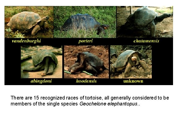 There are 15 recognized races of tortoise, all generally considered to be members of