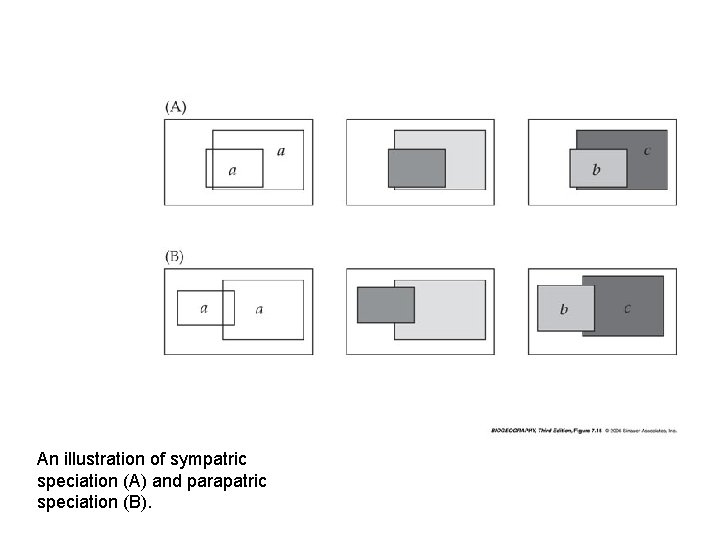 An illustration of sympatric speciation (A) and parapatric speciation (B). 