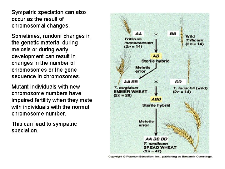 Sympatric speciation can also occur as the result of chromosomal changes. Sometimes, random changes
