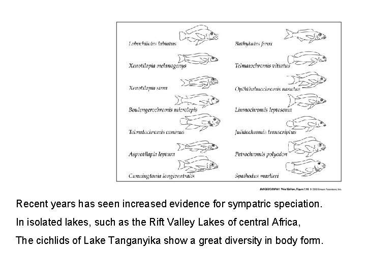 Recent years has seen increased evidence for sympatric speciation. In isolated lakes, such as