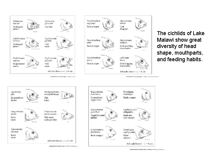 The cichlids of Lake Malawi show great diversity of head shape, mouthparts, and feeding