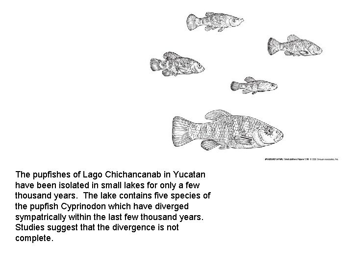 The pupfishes of Lago Chichancanab in Yucatan have been isolated in small lakes for