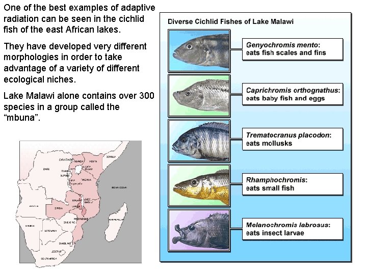 One of the best examples of adaptive radiation can be seen in the cichlid