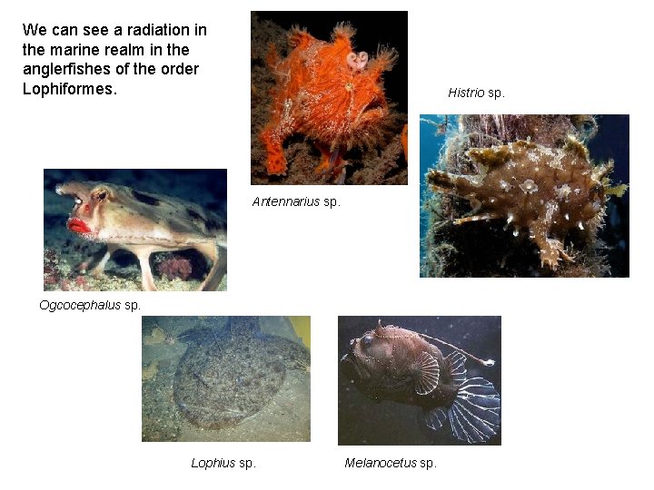 We can see a radiation in the marine realm in the anglerfishes of the