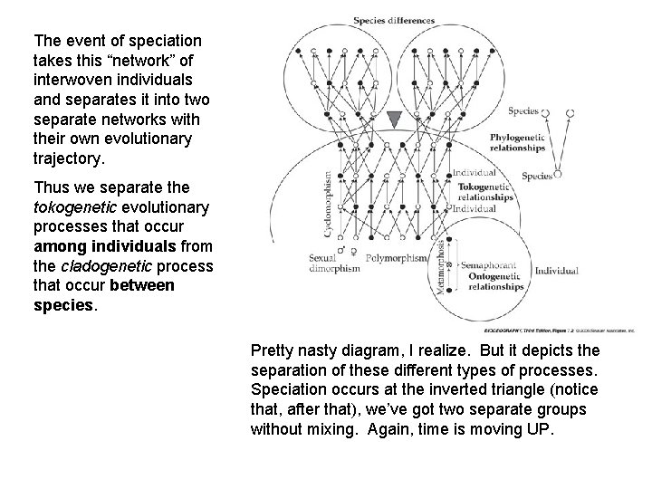 The event of speciation takes this “network” of interwoven individuals and separates it into