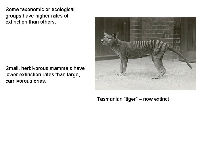 Some taxonomic or ecological groups have higher rates of extinction than others. Small, herbivorous