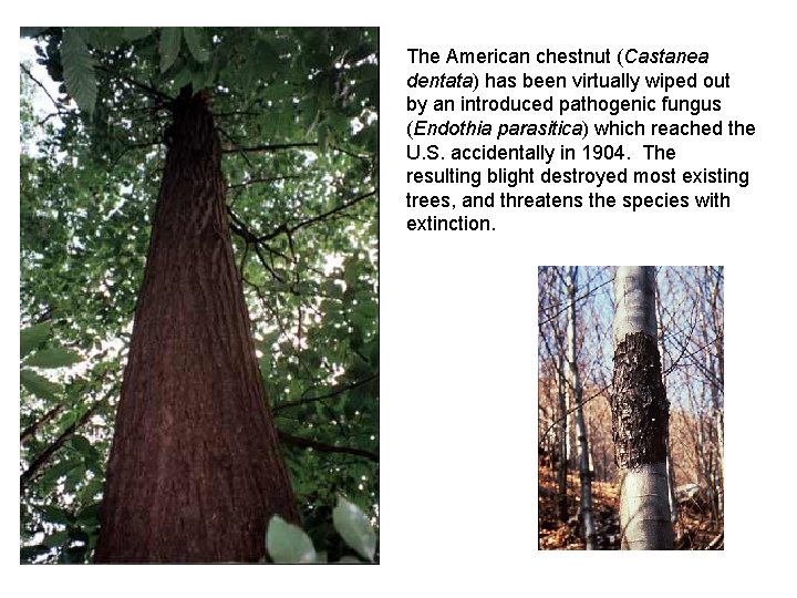 The American chestnut (Castanea dentata) has been virtually wiped out by an introduced pathogenic