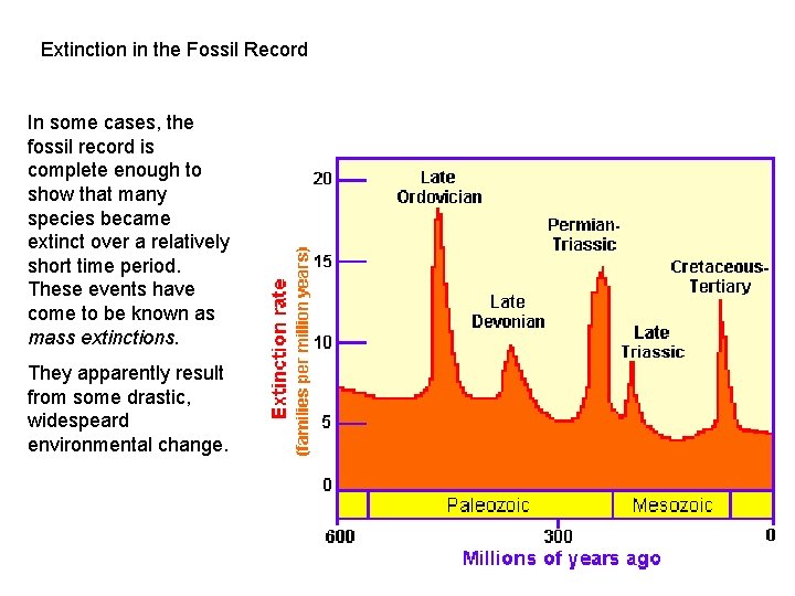 Extinction in the Fossil Record In some cases, the fossil record is complete enough