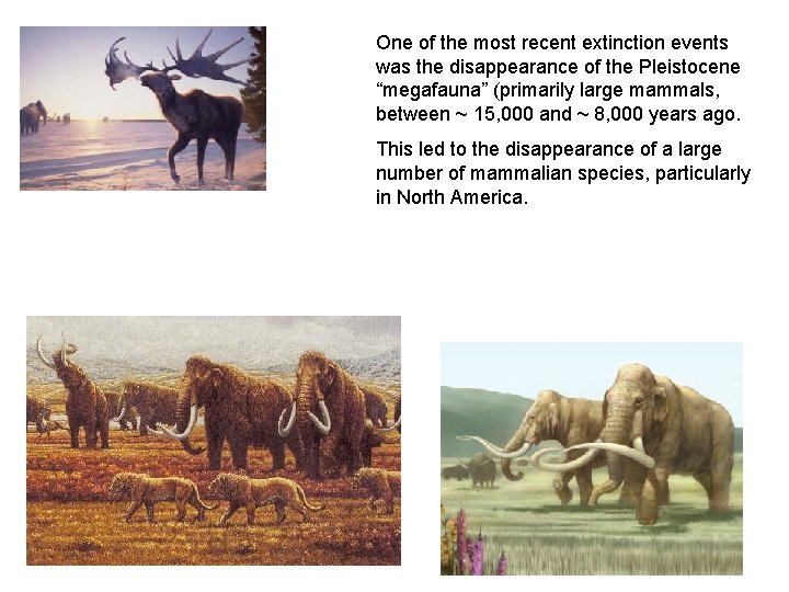 One of the most recent extinction events was the disappearance of the Pleistocene “megafauna”