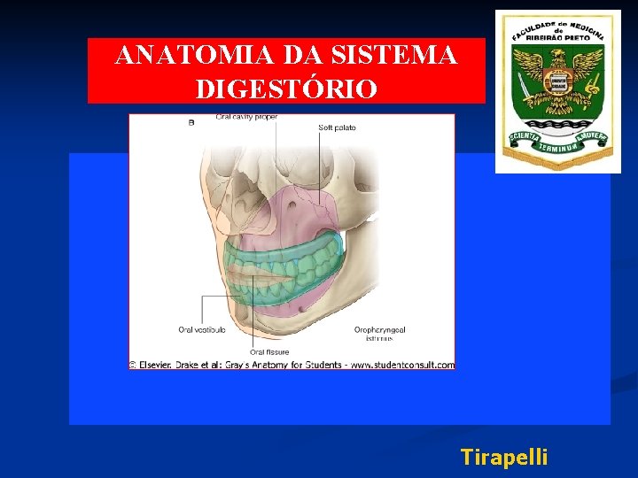 ANATOMIA DA SISTEMA DIGESTÓRIO Tirapelli 