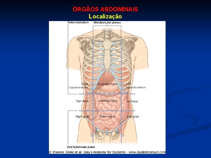 ÓRGÃOS ABDOMINAIS Localização 