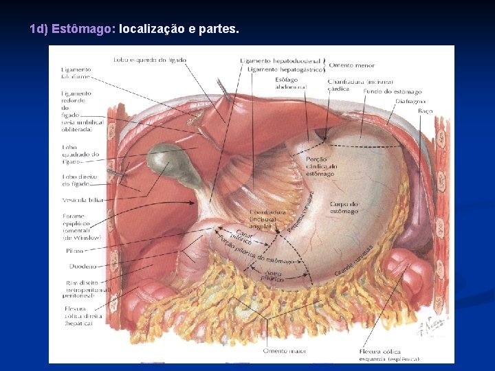 1 d) Estômago: localização e partes. 