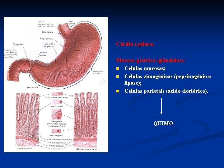 Cárdia e piloro; Mucosa gástrica (glândulas): n Células mucosas; n Células zimogênicas (pepsinogênio e