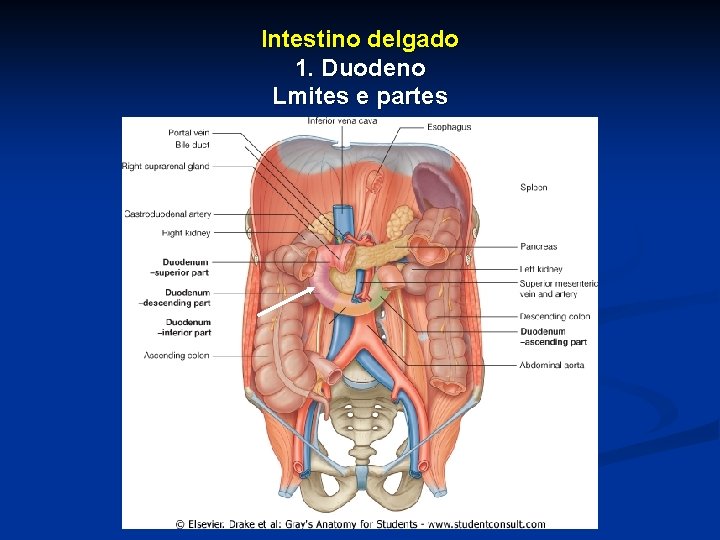 Intestino delgado 1. Duodeno Lmites e partes 