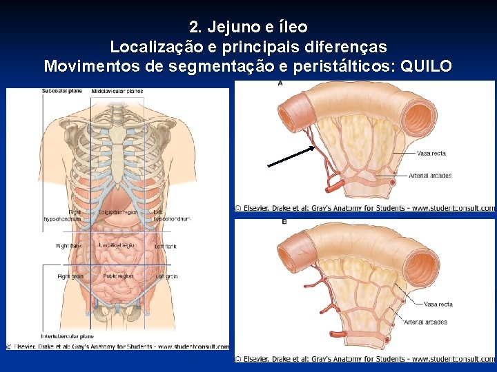 2. Jejuno e íleo Localização e principais diferenças Movimentos de segmentação e peristálticos: QUILO