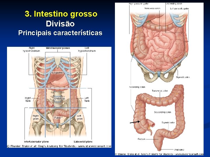 3. Intestino grosso Divisão Principais características 