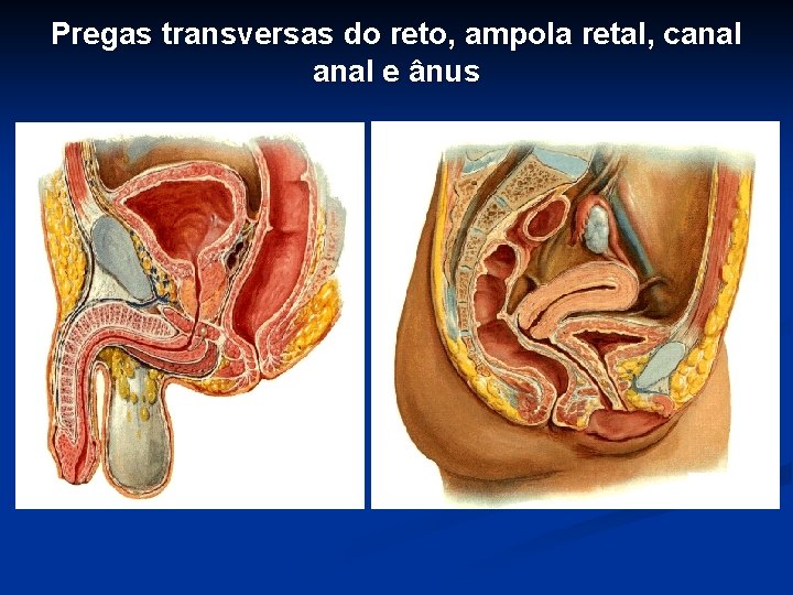 Pregas transversas do reto, ampola retal, canal e ânus 