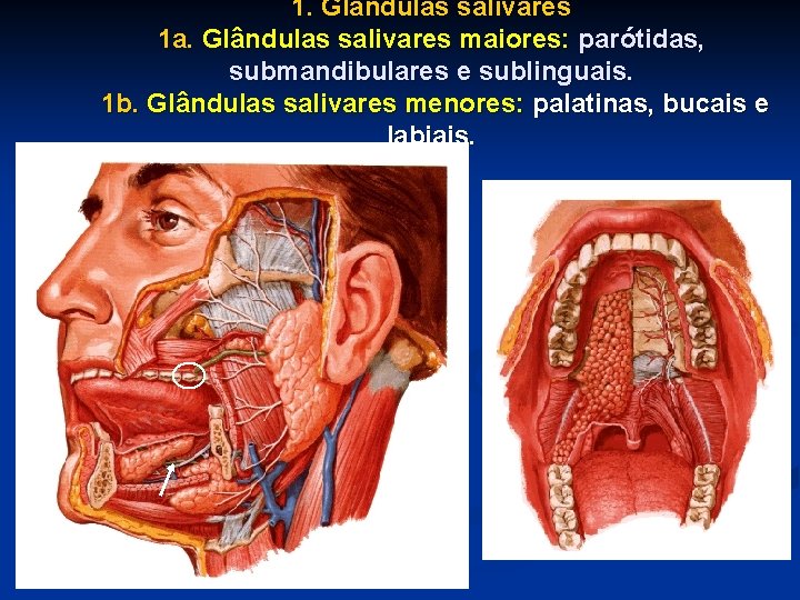 1. Glândulas salivares 1 a. Glândulas salivares maiores: parótidas, submandibulares e sublinguais. 1 b.