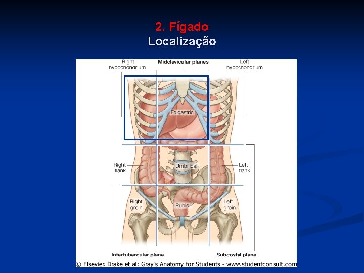 2. Fígado Localização 