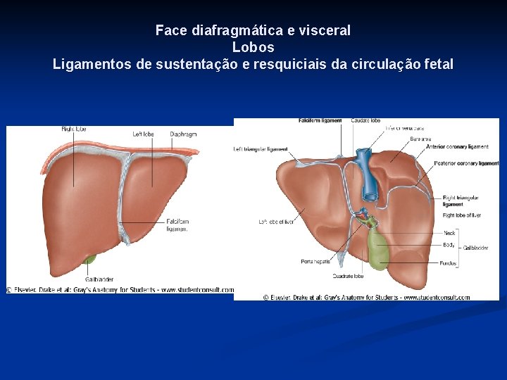 Face diafragmática e visceral Lobos Ligamentos de sustentação e resquiciais da circulação fetal 
