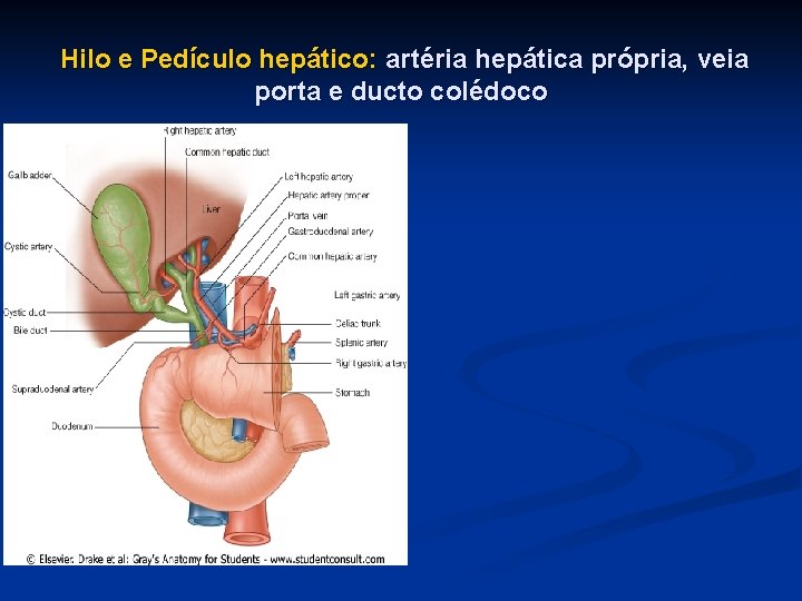 Hilo e Pedículo hepático: artéria hepática própria, veia porta e ducto colédoco 