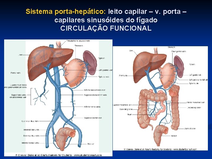 Sistema porta-hepático: leito capilar – v. porta – capilares sinusóides do fígado CIRCULAÇÃO FUNCIONAL