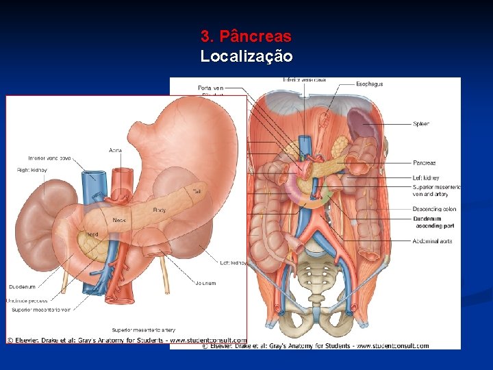 3. Pâncreas Localização 