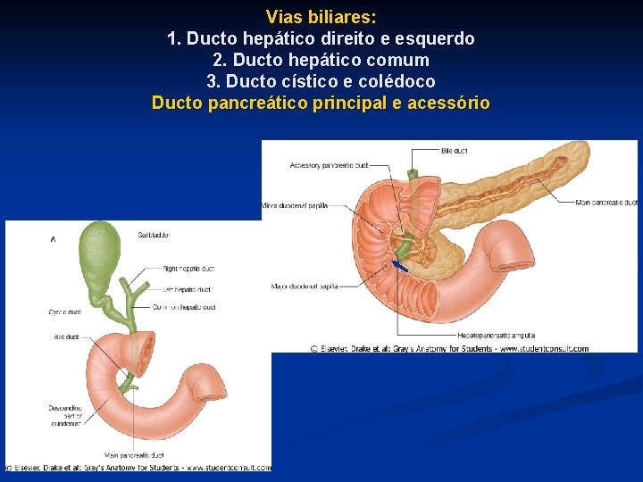 Vias biliares: 1. Ducto hepático direito e esquerdo 2. Ducto hepático comum 3. Ducto