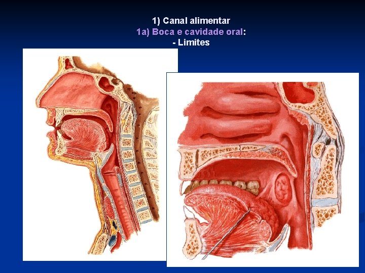 1) Canal alimentar 1 a) Boca e cavidade oral: - Limites 