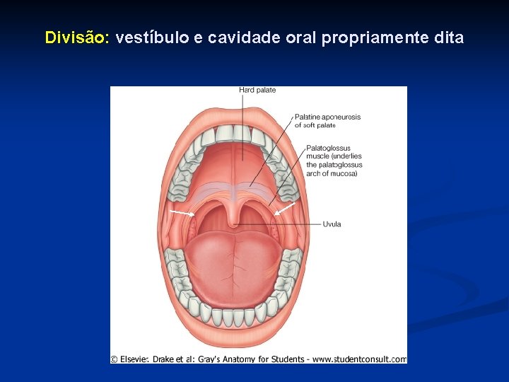 Divisão: vestíbulo e cavidade oral propriamente dita 