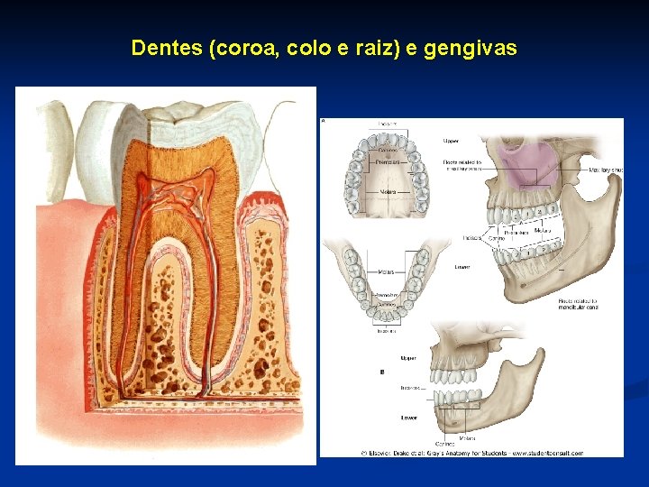 Dentes (coroa, colo e raiz) e gengivas 