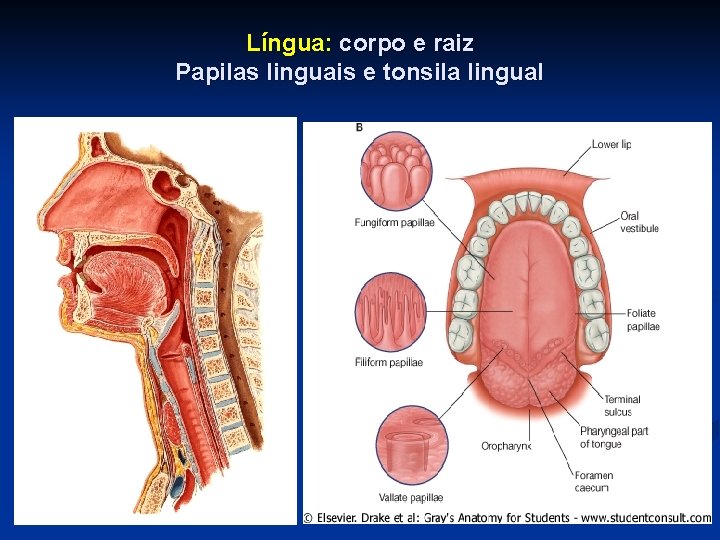 Língua: corpo e raiz Papilas linguais e tonsila lingual 