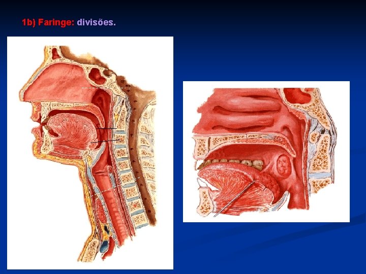 1 b) Faringe: divisões. 
