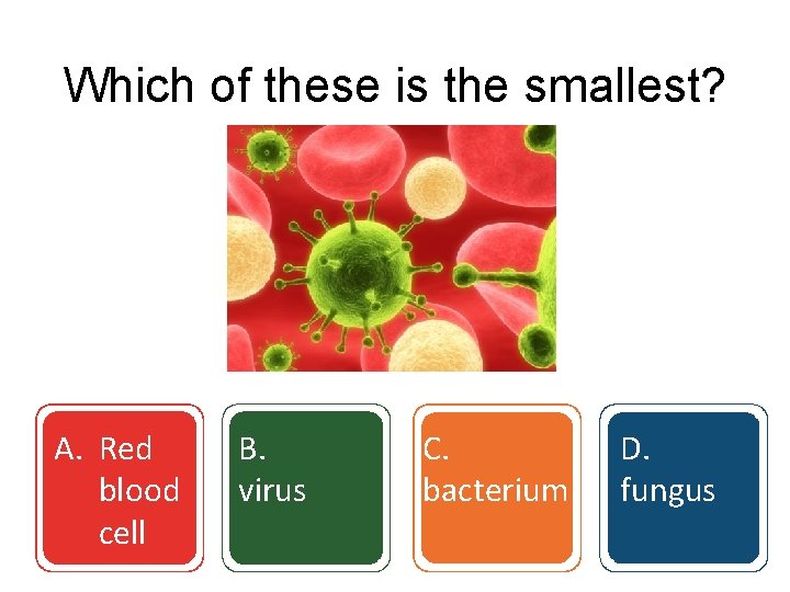 Which of these is the smallest? A. Red blood cell B. virus C. bacterium